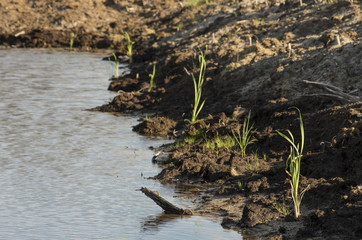 Reclamation of an oil production site. Planting reed seedlings.