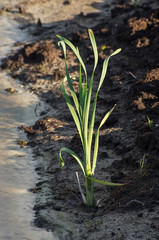Reclamation of an oil production site. Planting reed seedlings.