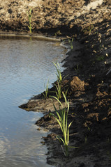 Obraz premium Reclamation of an oil production site. Planting reed seedlings.