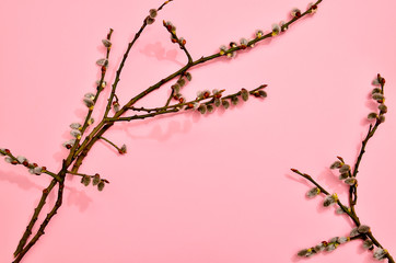 Branches of willow on pastel pink and mint blue background.