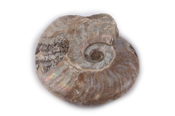 Ammonite isolated on white