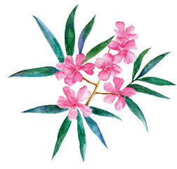 Flowers pink Watercolor painted tropical flowers. Hand made painting isolated on white background