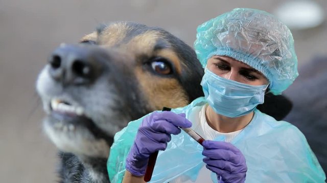 Blood test for rabies in dogs. Veterinarian doctor