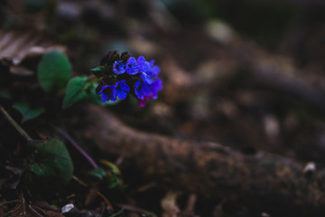 Lila farbige Blume mit sehr schönen Blüten auf dem Waldboden zwischen Ästen und Zweigen und...