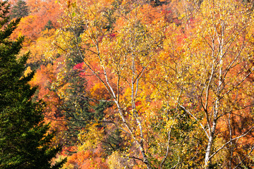 日本・北海道東部の国立公園、弟子屈町の紅葉
