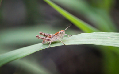 Ein Grashüpfer, Grille versteckt sich im Gras.