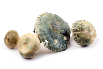 Green russule mushrooms