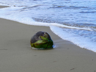 Obraz premium The northern coastline of the Dominican Republic