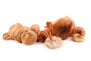 Honey fungus mushrooms