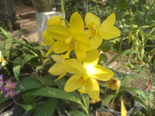 yellow flowers in garden