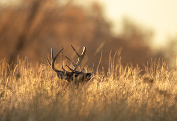 Buck Whitetail Deer in Colorado during the Rut in Autumn