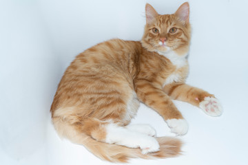 One red cat lying on a white background, home decor