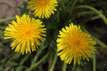 Dandelions