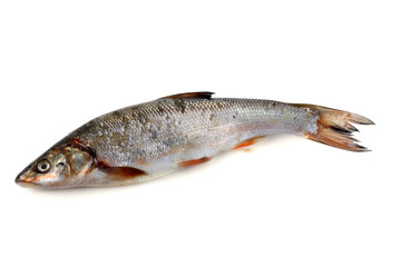 Rudd fish