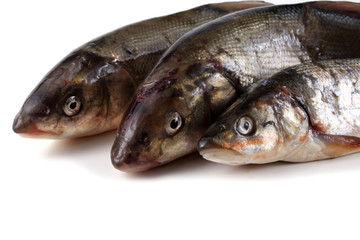 Rudd fishes