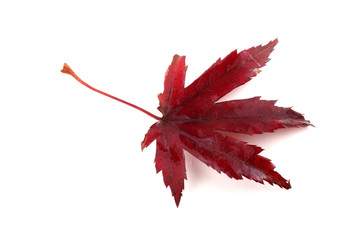 Autumn maple leaf