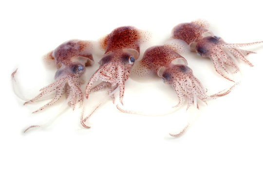 Little cuttlefishes