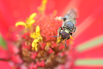 pollen