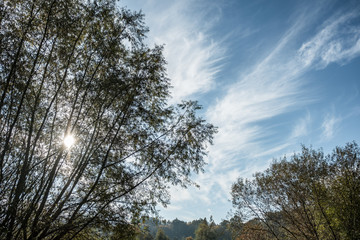 Fototapeta na wymiar Silhouetten von Bäumen vor blauem Wolkenhimmel mit Sonnenstern