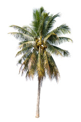 Coconut tree isolated on white background.