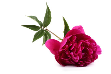 Red peony flower © Alex Coan