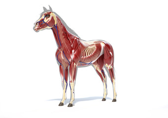Horse Anatomy. Muscular system.