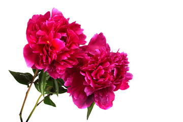Red peony flowers