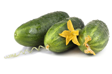 Cucumbers, flowers and tendrils