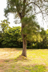 Fototapeta premium Casuarina equisetifolia, Australian pine tree, Whistling Pine Tree at Macae, Rio de Janeiro, Brazil