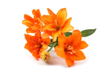 Orange lilies