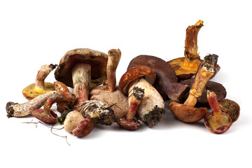 Different boletus mushrooms