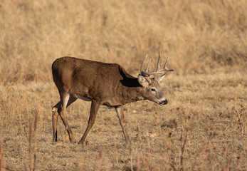 Buck Whitetail Deer in Colorado during the Rut in Autumn