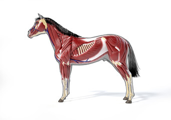 Horse Anatomy. Muscular system.