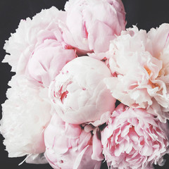 Beautiful fresh pink and white peony flowers in full bloom on dark background.