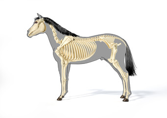 Horse Anatomy. Skeletal system. © Pixelchaos