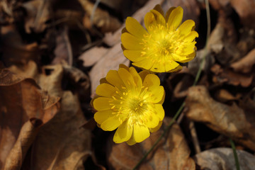 Adonis amurensis, Far Eastern snowdrop