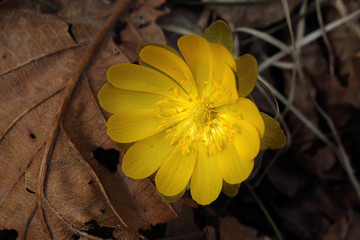 Adonis amurensis, Far Eastern snowdrop