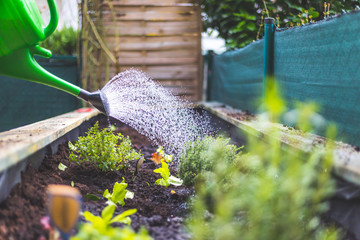 Urban gardening: Watering fresh vegetables and herbs on fruitful soil in the own garden, raised bed. © Patrick Daxenbichler