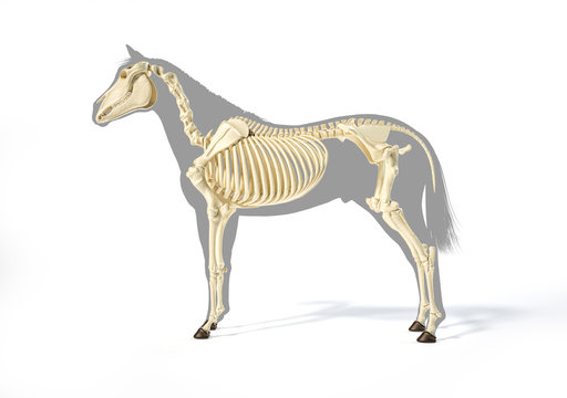 Horse Anatomy. Skeletal system.