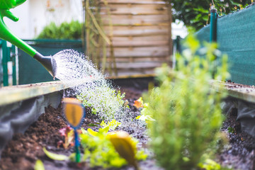 Urban gardening: Watering fresh vegetables and herbs on fruitful soil in the own garden, raised bed.