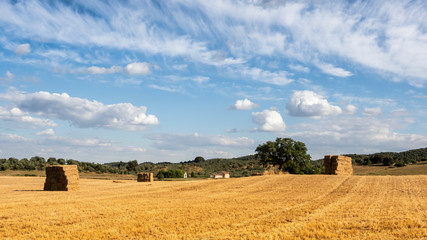 Fototapeta premium Paisaje seco