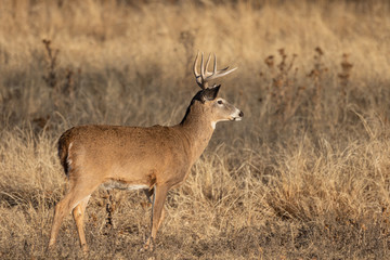 Naklejka na ściany i meble Buck Whitetail Deer in Colorado during the Rut in Autumn