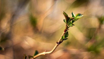 Spring awakening. New leaves are growing.