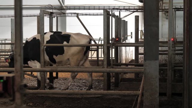Cow with chip on farm passes through gate with RFID tag scanner
