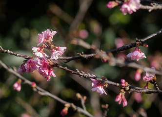 沖縄に咲く紅いヒカンザクラ、桜、寒緋桜