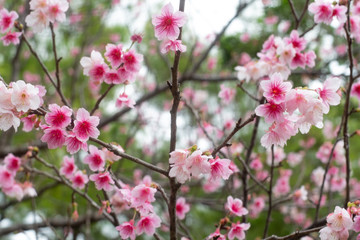 Naklejka premium 沖縄に咲く紅いヒカンザクラ、桜、寒緋桜