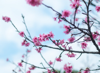 沖縄に咲く紅いヒカンザクラ、桜、寒緋桜