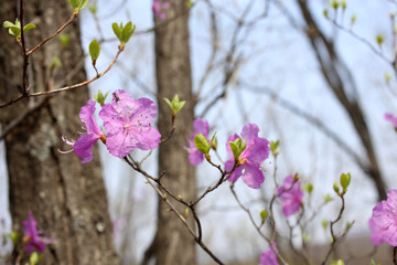 Rhododendron dauricum