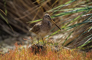Bécassine des marais,.Gallinago gallinago, Common Snipe