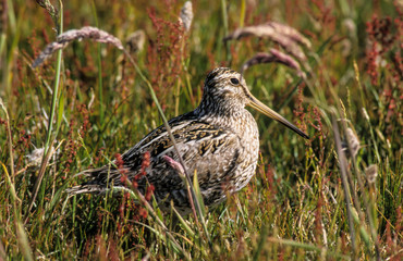 Bécassine des marais,.Gallinago gallinago, Common Snipe